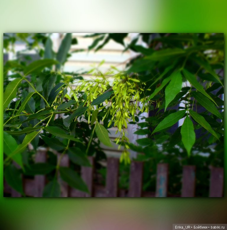 Цветочки. Даун-таун: гуляю, но кукол не беру