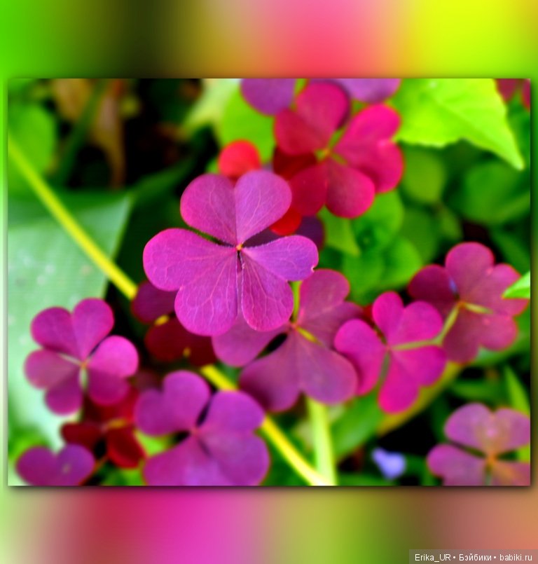 Цветочки. Даун-таун: гуляю, но кукол не беру