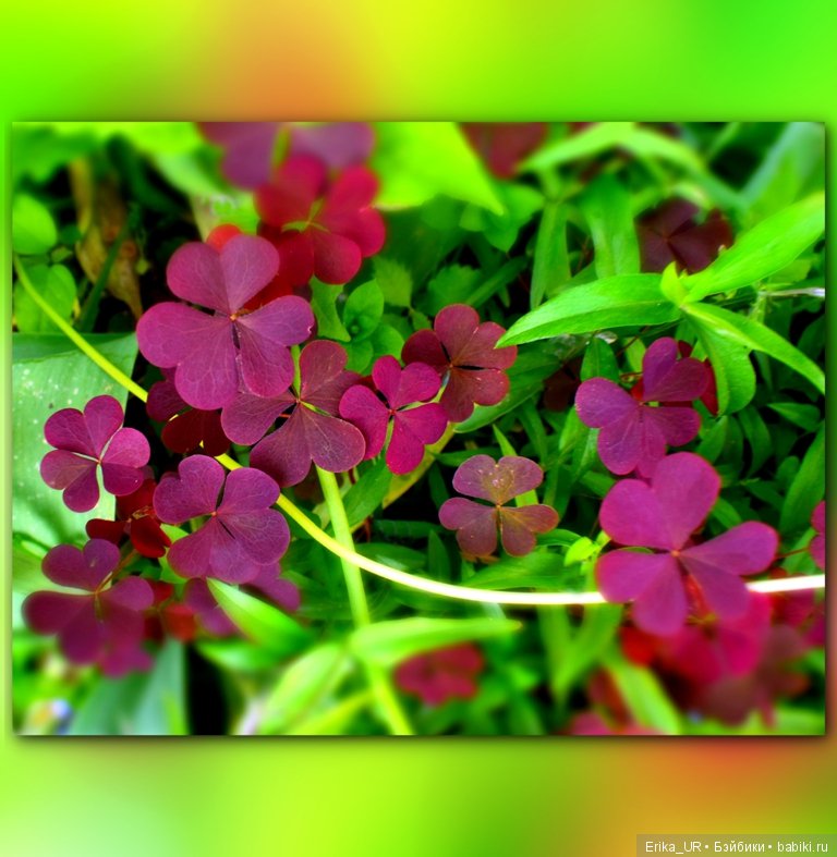 Цветочки. Даун-таун: гуляю, но кукол не беру