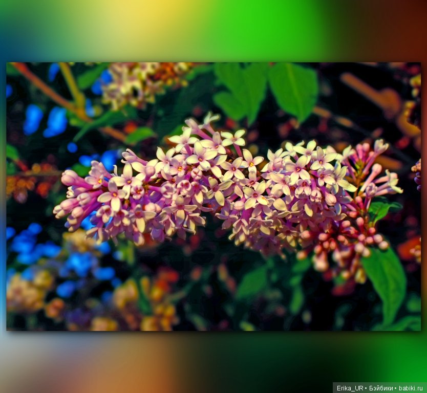 Цветочки. Даун-таун: гуляю, но кукол не беру (фото 9)