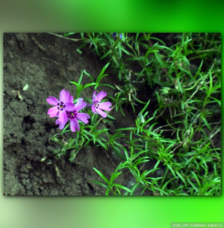 Цветочки. Даун-таун: гуляю, но кукол не беру (фото 7)