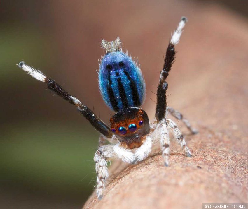 Красивые пауки — В мире животных: смешные фото питомцев и зверей (фото 6)