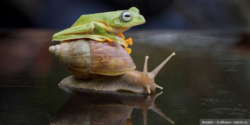 Дикое родео лягушки, фотограф Хенди Мп (фото 3)