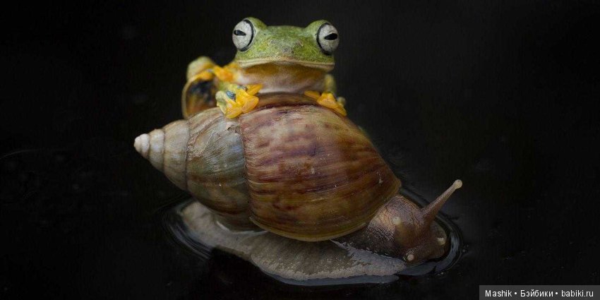 Дикое родео лягушки, фотограф Хенди Мп (фото 4)