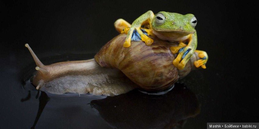 Дикое родео лягушки, фотограф Хенди Мп (фото 5)