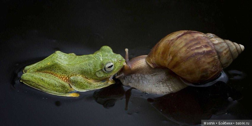 Дикое родео лягушки, фотограф Хенди Мп