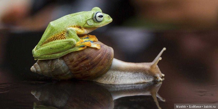 Дикое родео лягушки, фотограф Хенди Мп (фото 6)