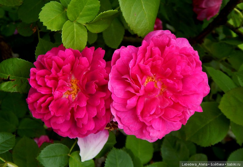 Цветочное - розовое — Красивая природа и цветы: фото пейзажей (фото 4)