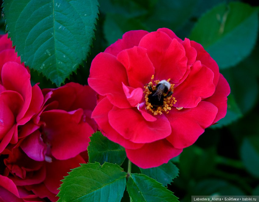 Цветочное - розовое — Красивая природа и цветы: фото пейзажей (фото 3)