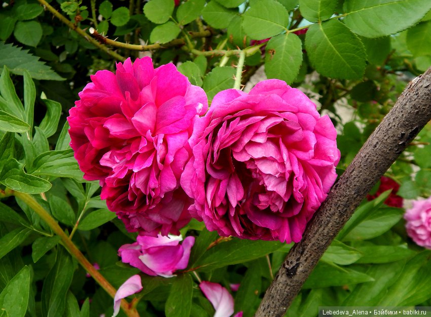 Цветочное - розовое — Красивая природа и цветы: фото пейзажей (фото 9)