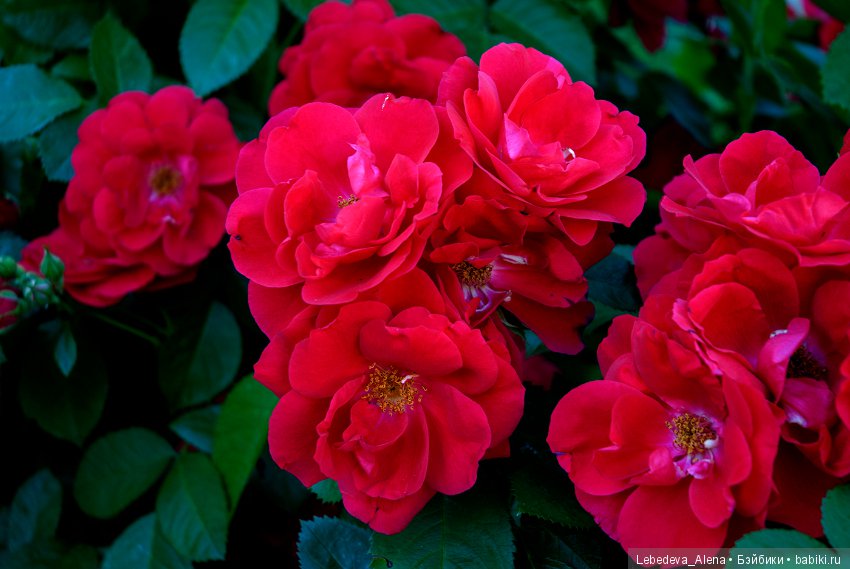 Цветочное - розовое — Красивая природа и цветы: фото пейзажей (фото 2)