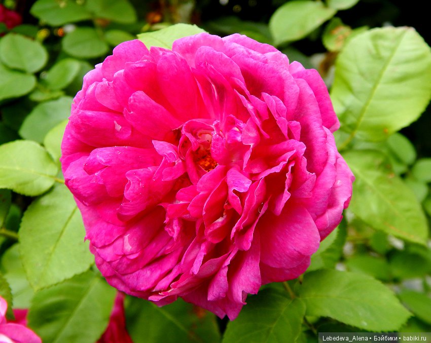 Цветочное - розовое — Красивая природа и цветы: фото пейзажей (фото 5)