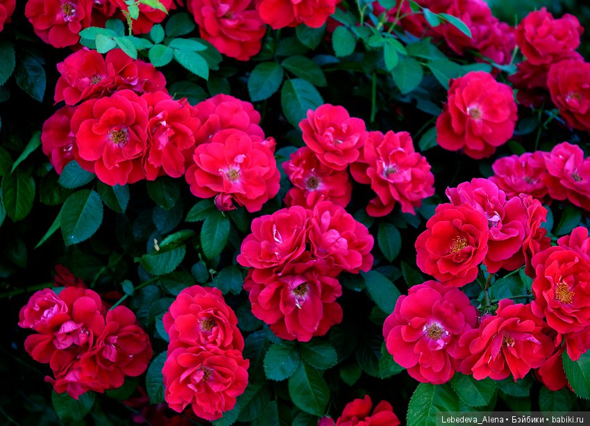 Цветочное - розовое — Красивая природа и цветы: фото пейзажей