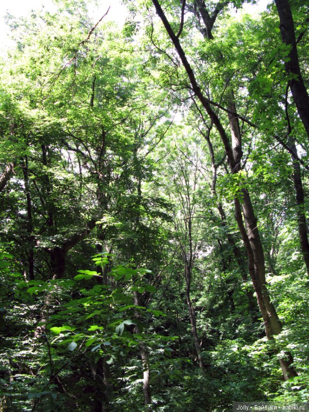 Орки, очень злые и страшные (фото 2)