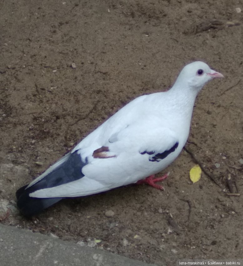 Михайло-Потапыч и красота природы (фото 4)