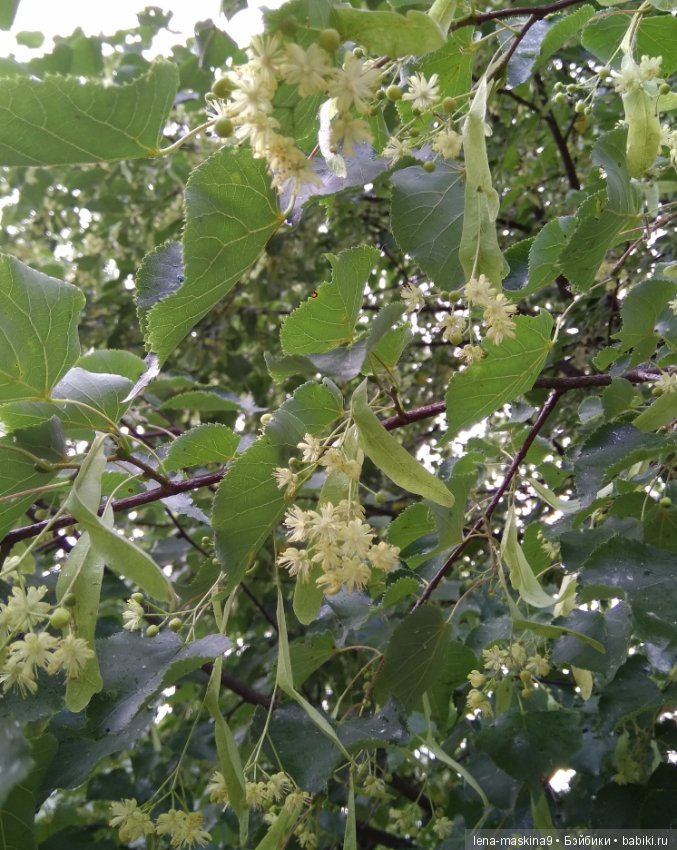 Михайло-Потапыч и красота природы