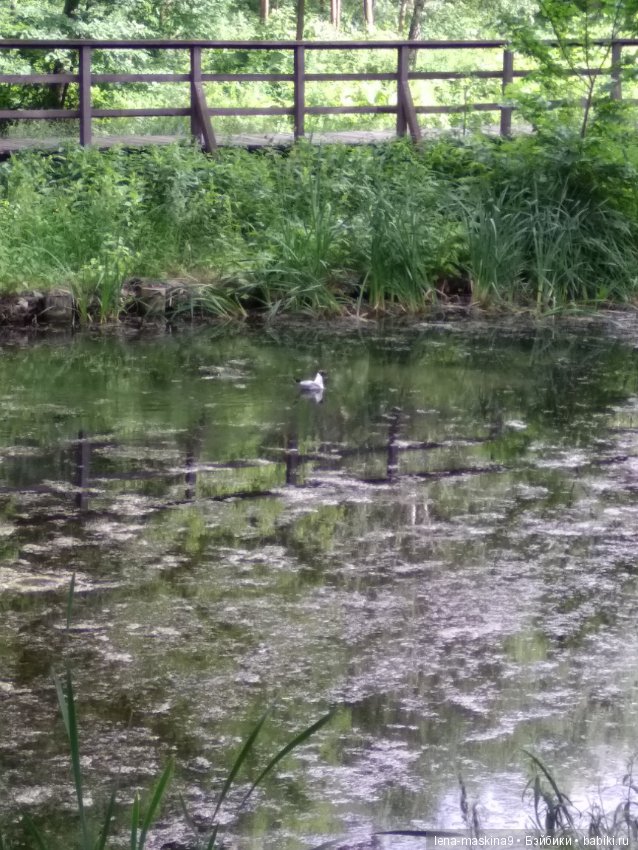 Михайло-Потапыч и красота природы