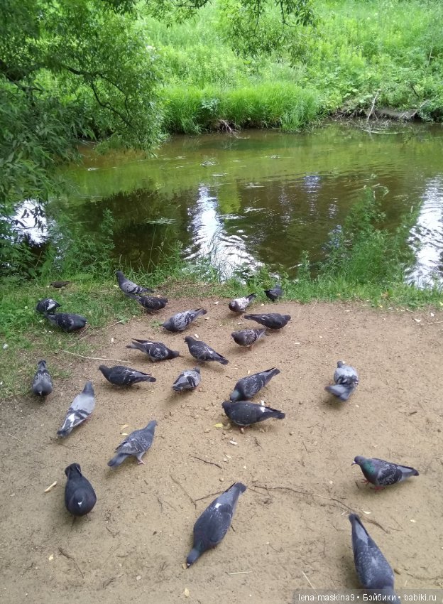 Михайло-Потапыч и красота природы