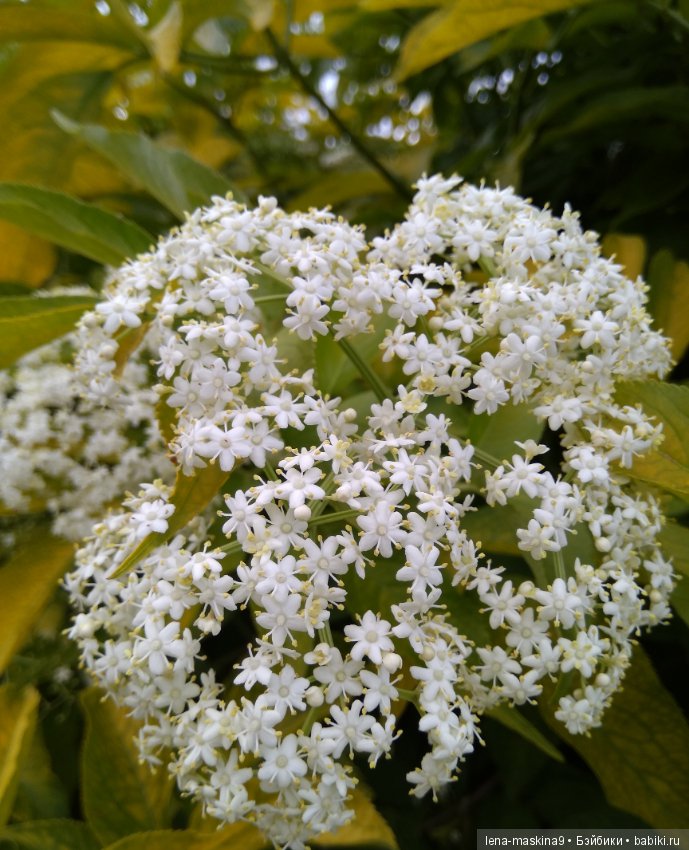 Михайло-Потапыч и красота природы