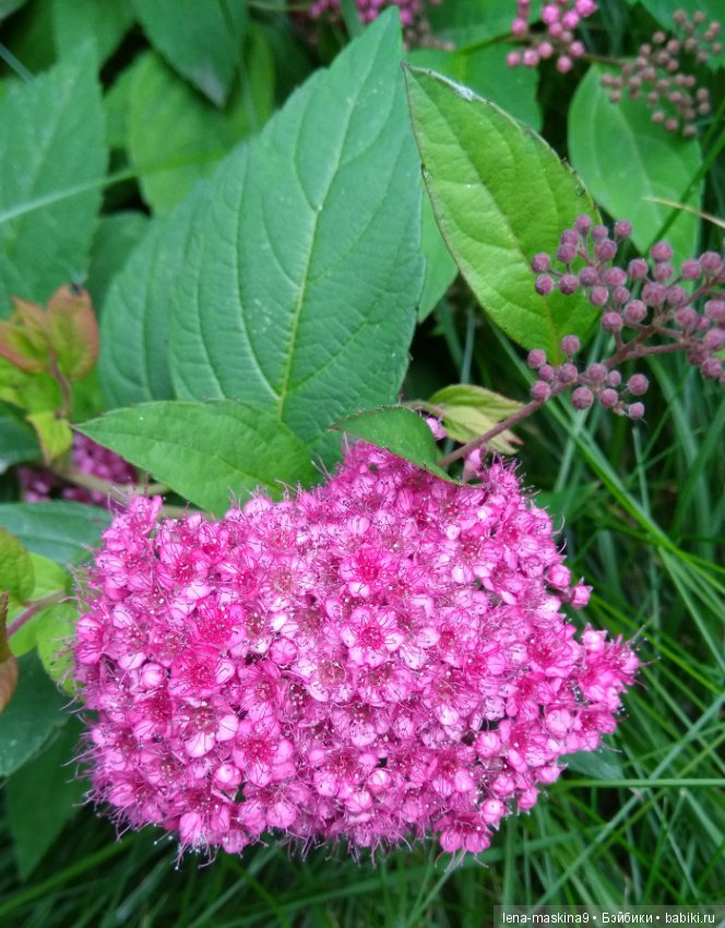 Михайло-Потапыч и красота природы (фото 8)