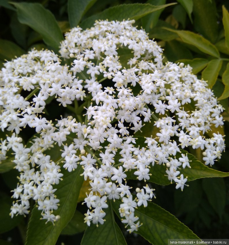 Михайло-Потапыч и красота природы (фото 7)