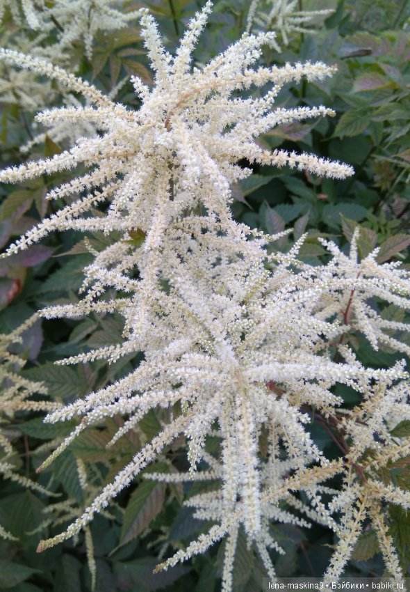 Михайло-Потапыч и красота природы (фото 6)