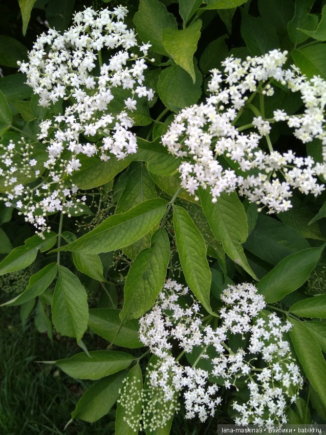 Михайло-Потапыч и красота природы