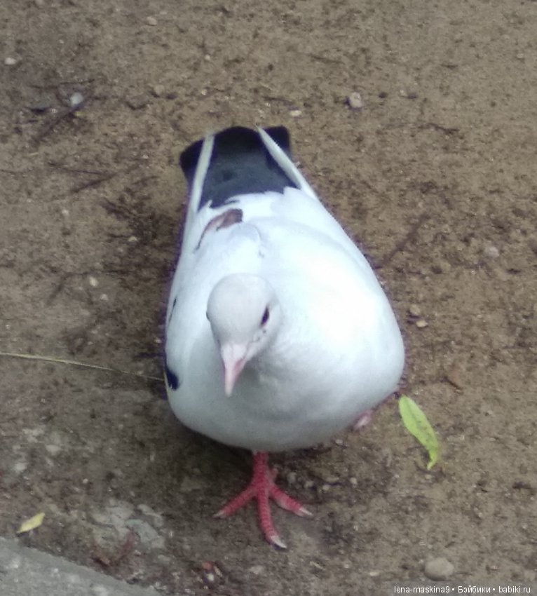 Михайло-Потапыч и красота природы (фото 5)