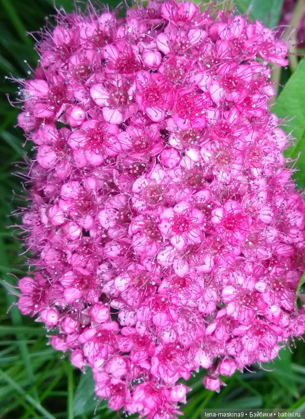 Михайло-Потапыч и красота природы