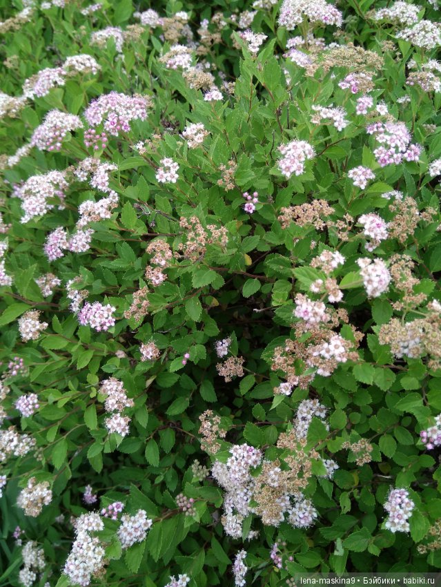 Михайло-Потапыч и красота природы