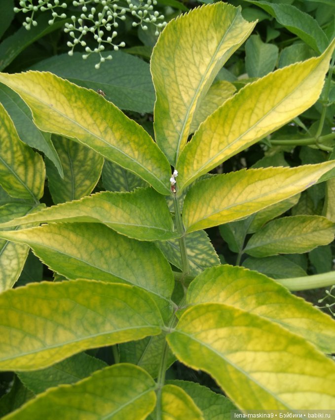 Михайло-Потапыч и красота природы (фото 9)