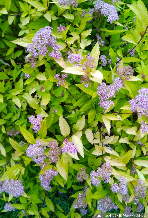 Михайло-Потапыч и красота природы