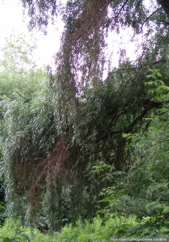 Михайло-Потапыч и красота природы