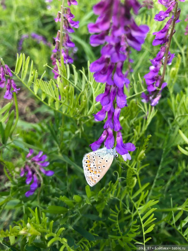 Оливия Nikki Britt на лесной прогулке