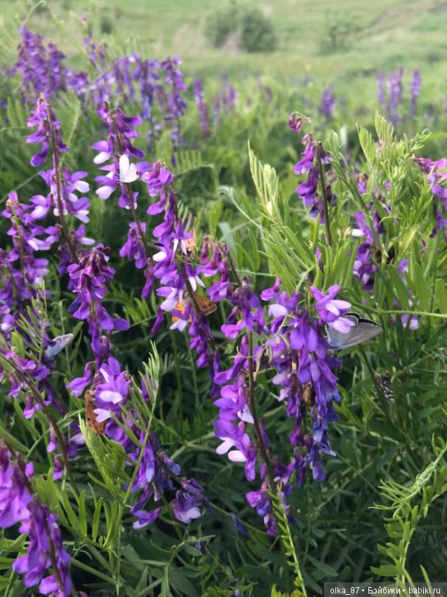 Оливия Nikki Britt на лесной прогулке (фото 7)