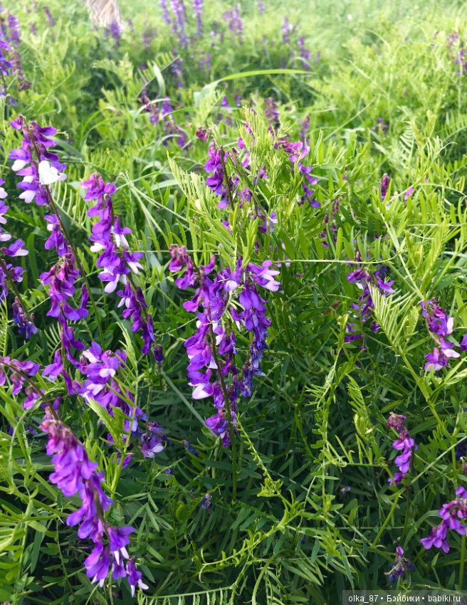 Оливия Nikki Britt на лесной прогулке (фото 10)