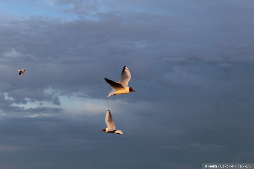 Massive Addictive — Куклы Integrity Toys (Интегрити): Poppy Parker