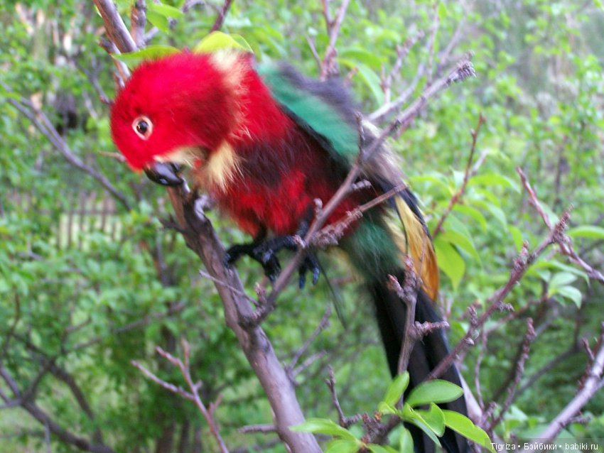 Птица дивная, заморская — Авторские мишки Тедди и друзья: фото (фото 8)