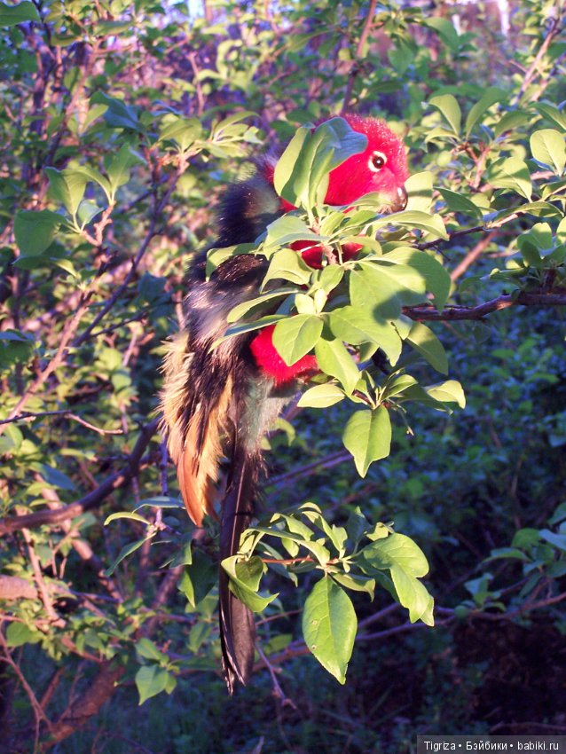Птица дивная, заморская — Авторские мишки Тедди и друзья: фото