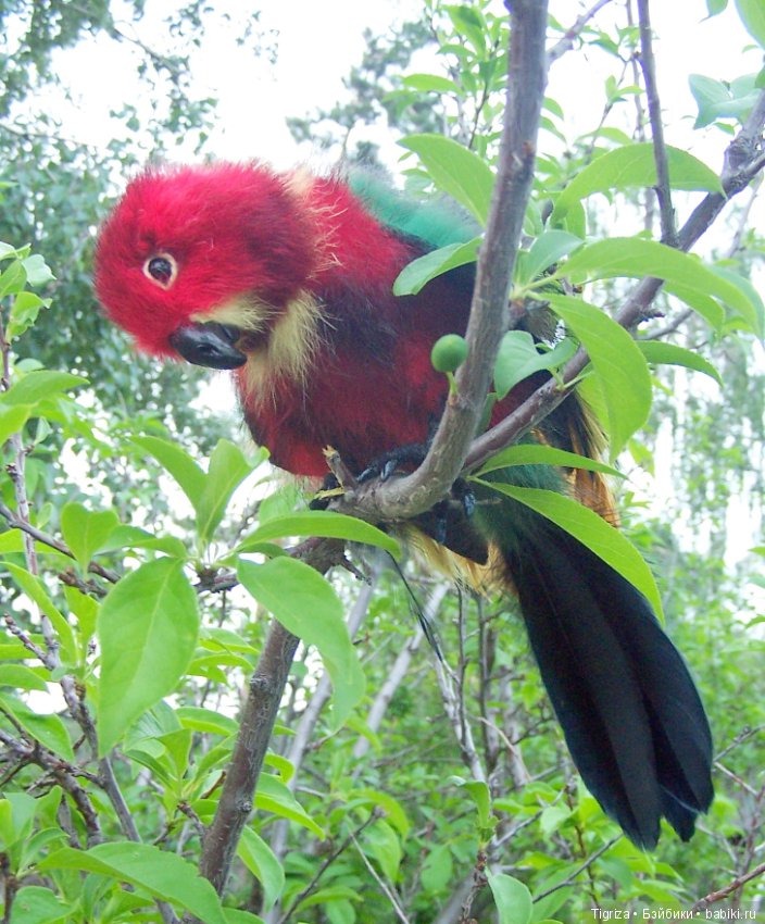 Птица дивная, заморская — Авторские мишки Тедди и друзья: фото (фото 4)
