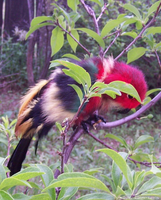 Птица дивная, заморская — Авторские мишки Тедди и друзья: фото