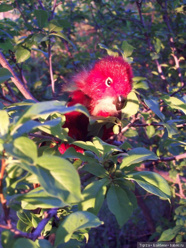 Птица дивная, заморская — Авторские мишки Тедди и друзья: фото