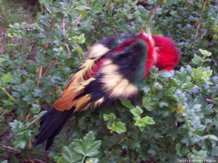 Птица дивная, заморская — Авторские мишки Тедди и друзья: фото (фото 10)