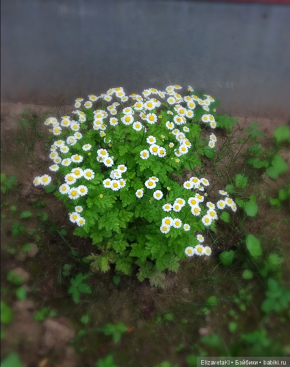 В поисках приключений по двору! Realpuki. 39 часть