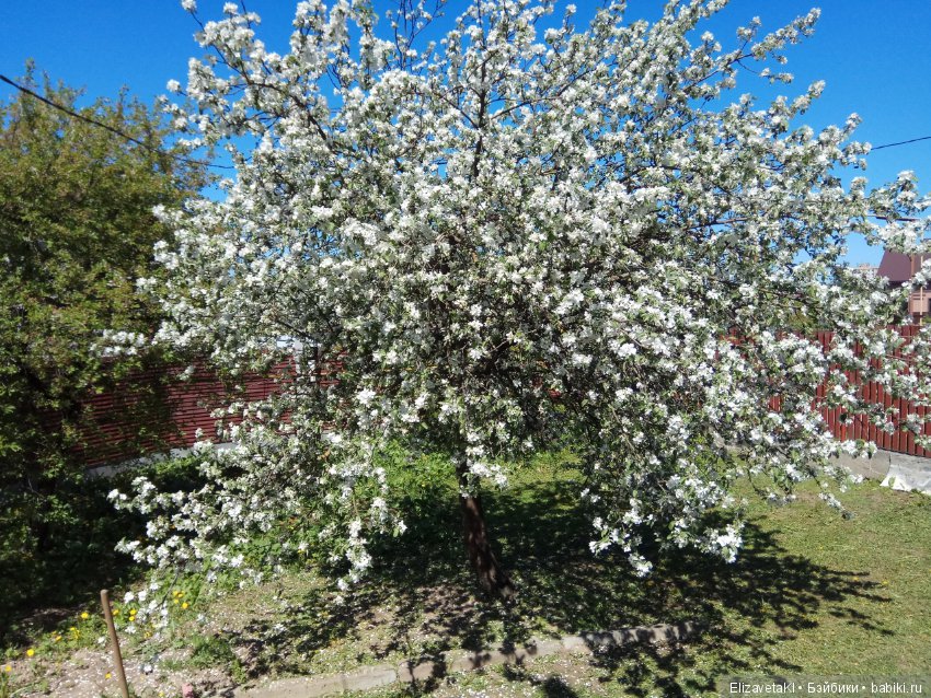 В поисках приключений по двору! Realpuki. 39 часть