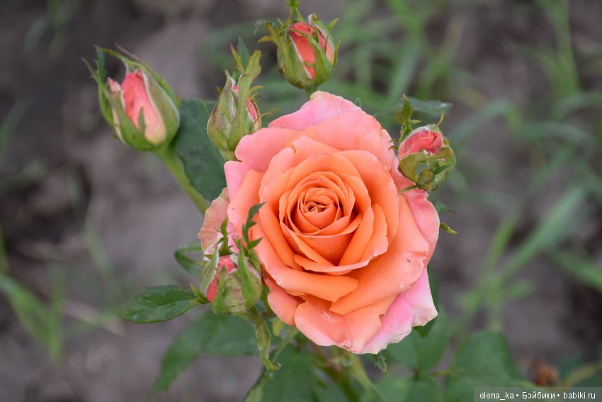 Летнее утро на даче (продолжение)