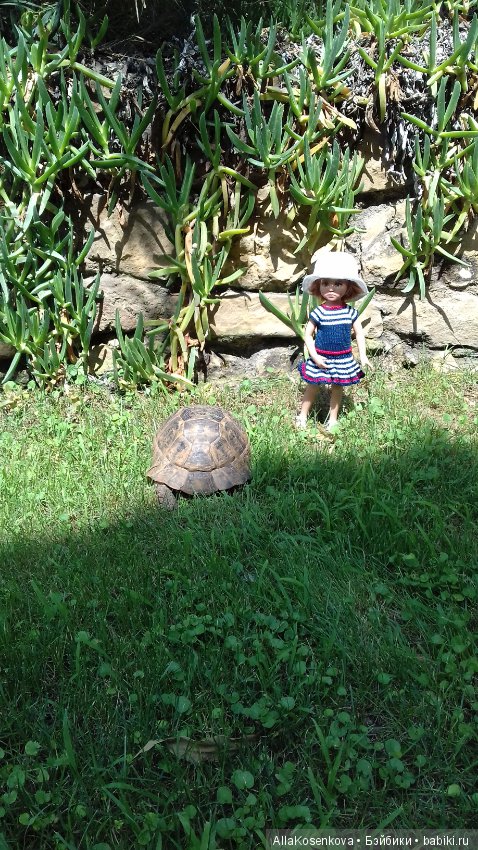 Лето, солнце, море, цветы и моя Стелла (фото 3)