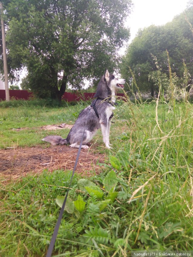 Лето, лето — Куклы Fairyland (ФэйриЛэнд): BJD (БЖД)