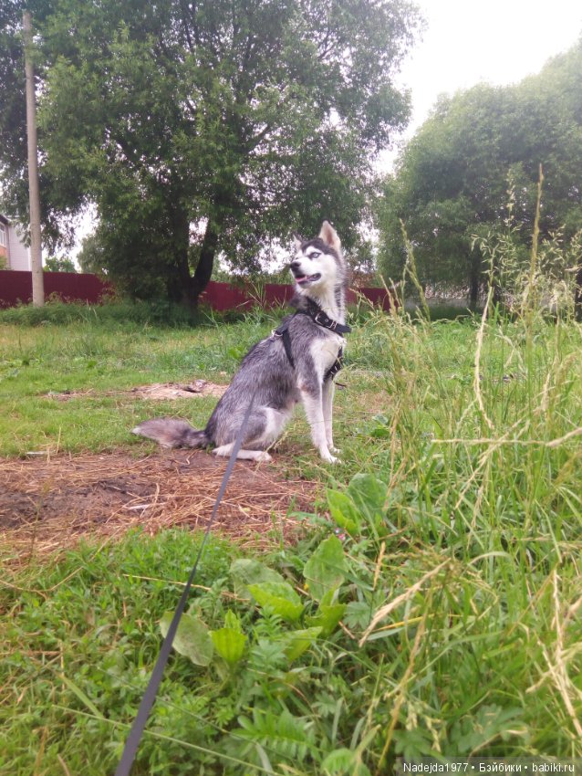 Лето, лето — Куклы Fairyland (ФэйриЛэнд): BJD (БЖД)