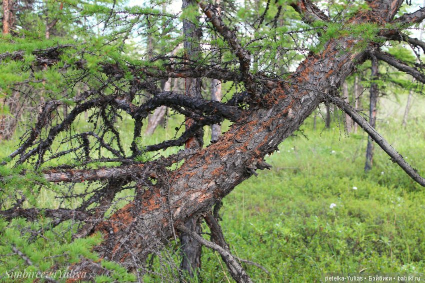 Куда уезжают куклы.Чукотка.Часть 3 (фото 10)